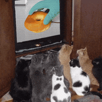 bagelwagel tv cats bagel bagels GIF