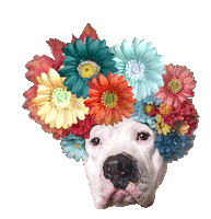 Happy Pit Bull Sticker by Sophie Gamand
