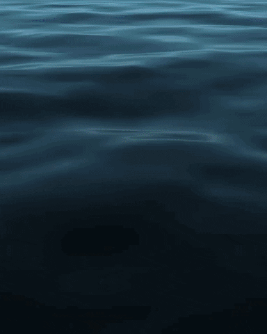 GIF by BAI BAI SURFTRIP