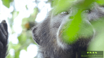 JaneGoodallInst animals nature wildlife conservation GIF