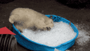 Baby Bear GIF