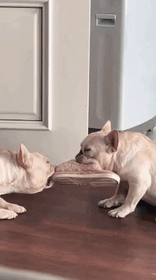 cuteanimalland giphyupload GIF