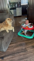 Golden Retriever Joins Baby in Crying Contest