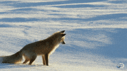 hope GIF