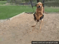 Swing Doggie GIF
