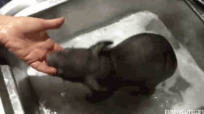 baby wombats GIF