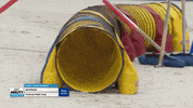 Hustling Espn GIF by American Kennel Club