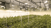 Plant Grow GIF by Exclusive Brands