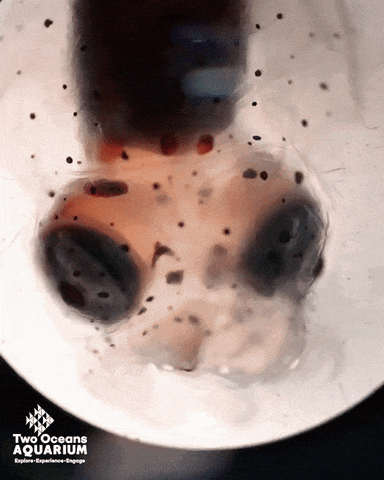 giphyupload GIF
