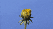 Flower Blooming GIF