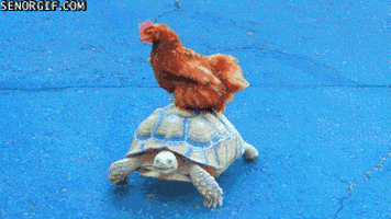 chicken moving GIF by Cheezburger