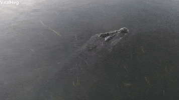 Saltwater Crocodile Slowly Disappears