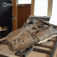 Bbc Skull GIF by Nature on PBS