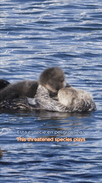Floating Sea Otters GIF by Monterey Bay Aquarium