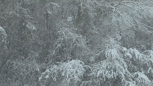 Video gif. Tall trees with twisting branches covered in snow as snow falls down heavily.