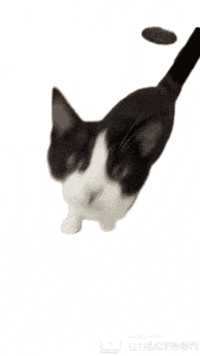 Cat GIF