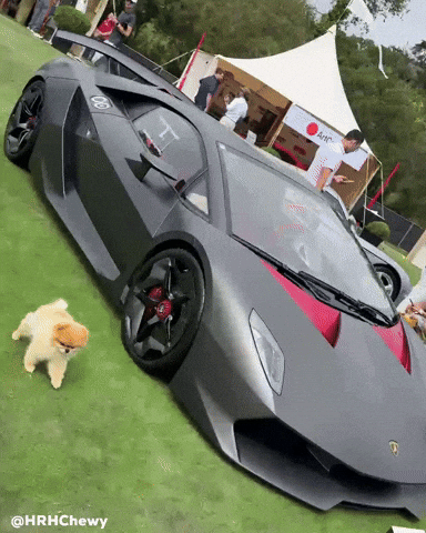 Pomeranian Kroshka GIF