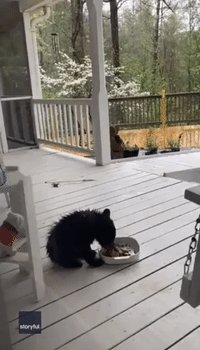 Tiny Bear Cub Digs Into Cat Food Outside North Georgia Home