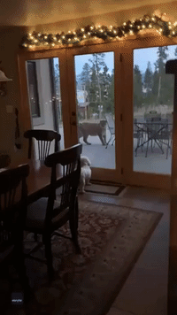 Fearless Tiny Dog Stares Down Mountain Lion at Northern Colorado Home