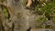 Celebrity Competition GIF by CBS