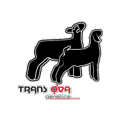 Stock Show Sticker by Trans Ova Genetics