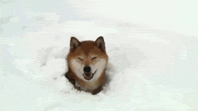 Shiba Inu Snow GIF
