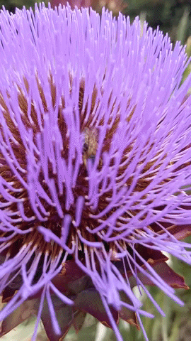 Simongip giphygifmaker GIF