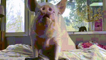 celebrity quality GIF