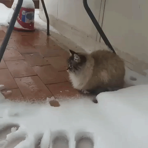 Siberian Cat Fails to Live Up to Its Name as Snow Hits Rome