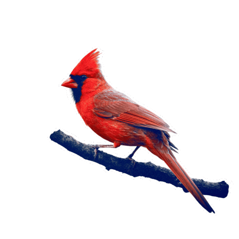 Wvu Mountaineers Sticker by WestVirginiaU