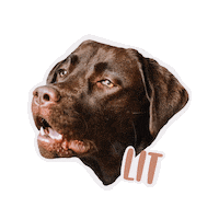 Best Friend Yes Sticker