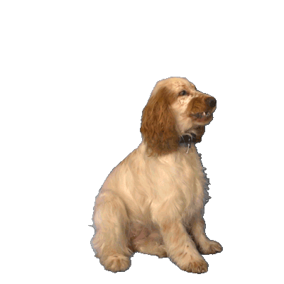 animalis_fr giphyupload dog wtf priya Sticker