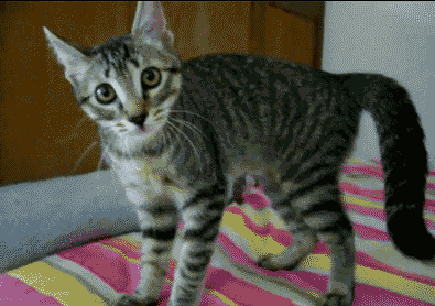 Animated GIF