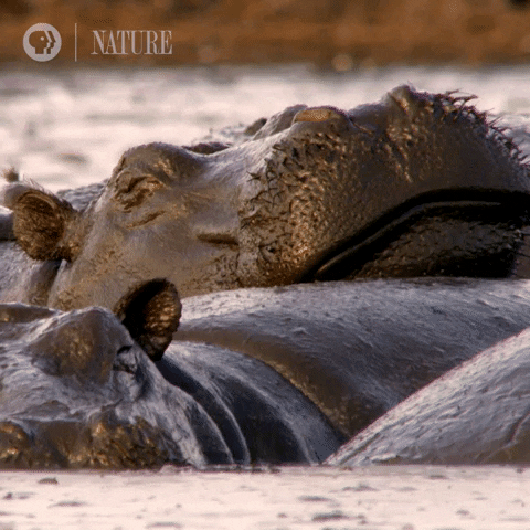 Pbs Nature Animales GIF by Nature on PBS