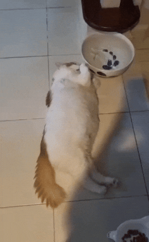 cuteanimalland giphyupload GIF