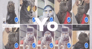 Yo Folk GIF