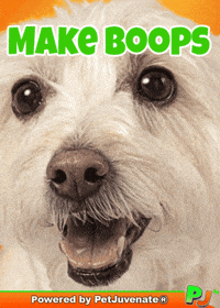 PetJuvenate petjuvenate henlo hooman fren love rescue dogs treatos and woofer for pupper GIF