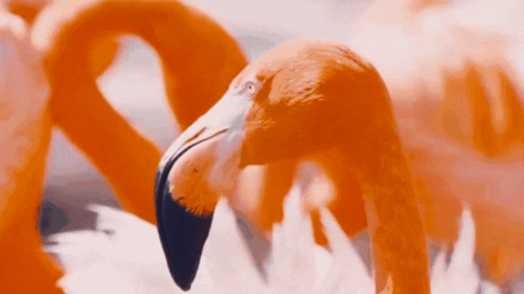 Side Eye Fuming GIF by SeaWorld