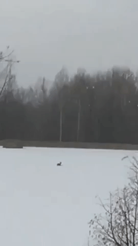 Firefighters Rescue Deer Stranded on Frozen Indiana Lake