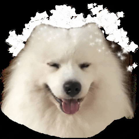fluffyoppa happy dog oppa samoyed GIF