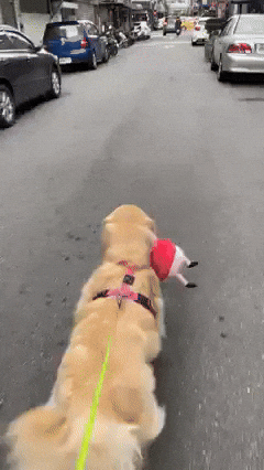 cuteanimalland giphyupload GIF