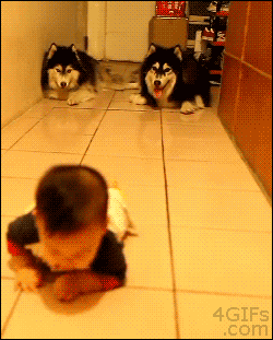 baby dogs GIF