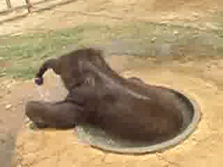 Water Elephants GIF