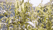 are301 GIF by truTV’s Adam Ruins Everything