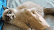 tickling grumpy cat GIF