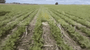 deepagro deepagro weed killer GIF