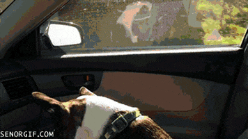 boston terrier dogs GIF by Cheezburger