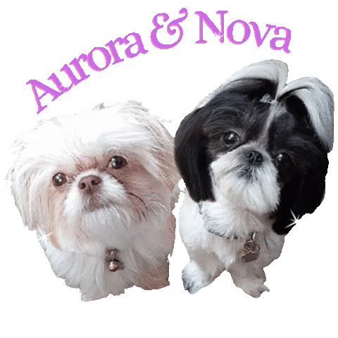 Shitzu Nova Dog Sticker