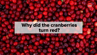Why Did the Cranberries Turn Red?