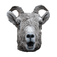 Goat Sticker by imoji